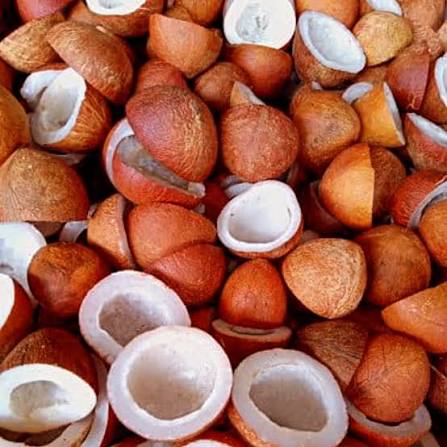 Dry Coconut (Kopra)